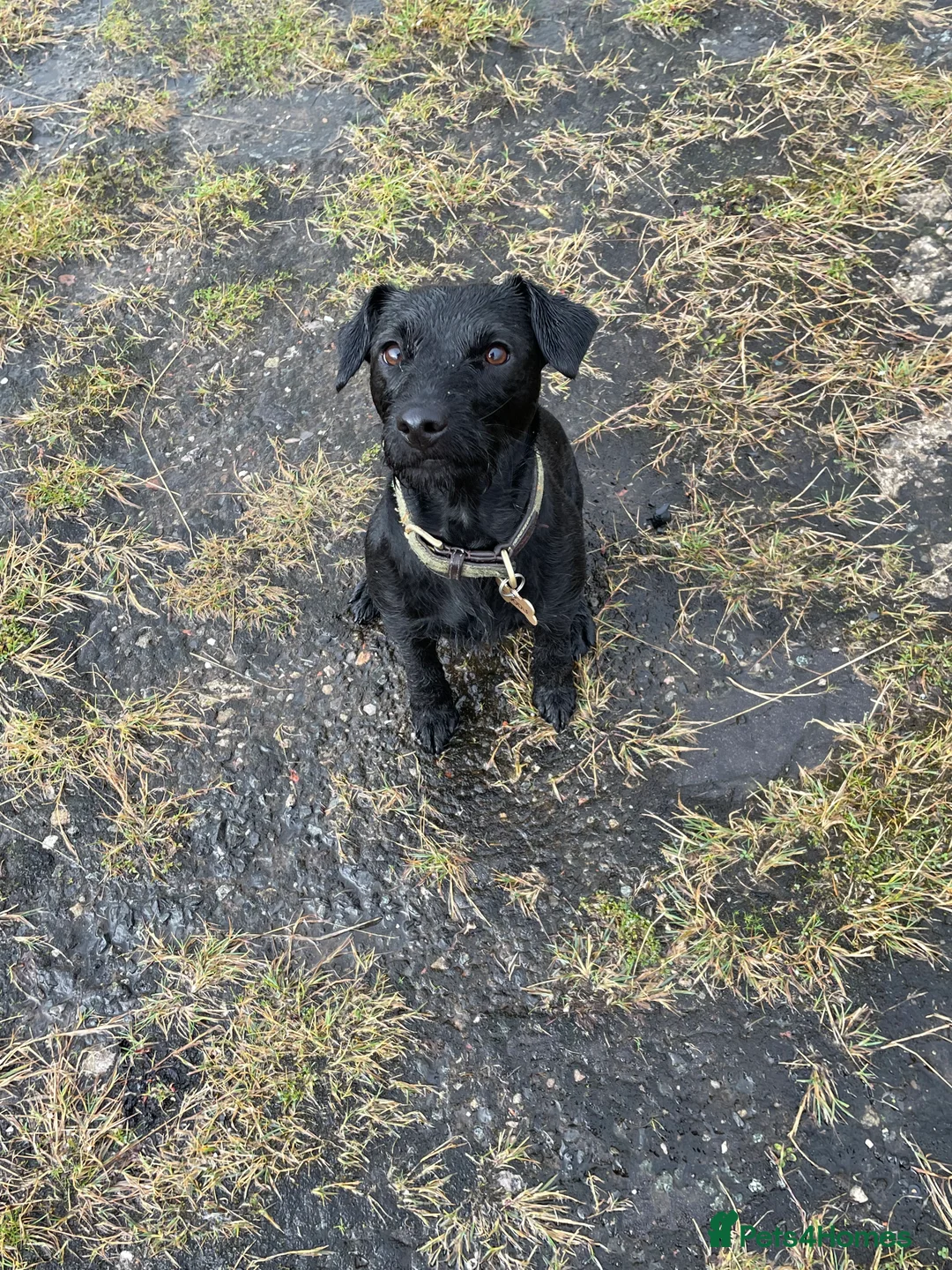 Patterdale Terrier dogs for sale: Beautiful Patterdale Girl  - Advert 4
