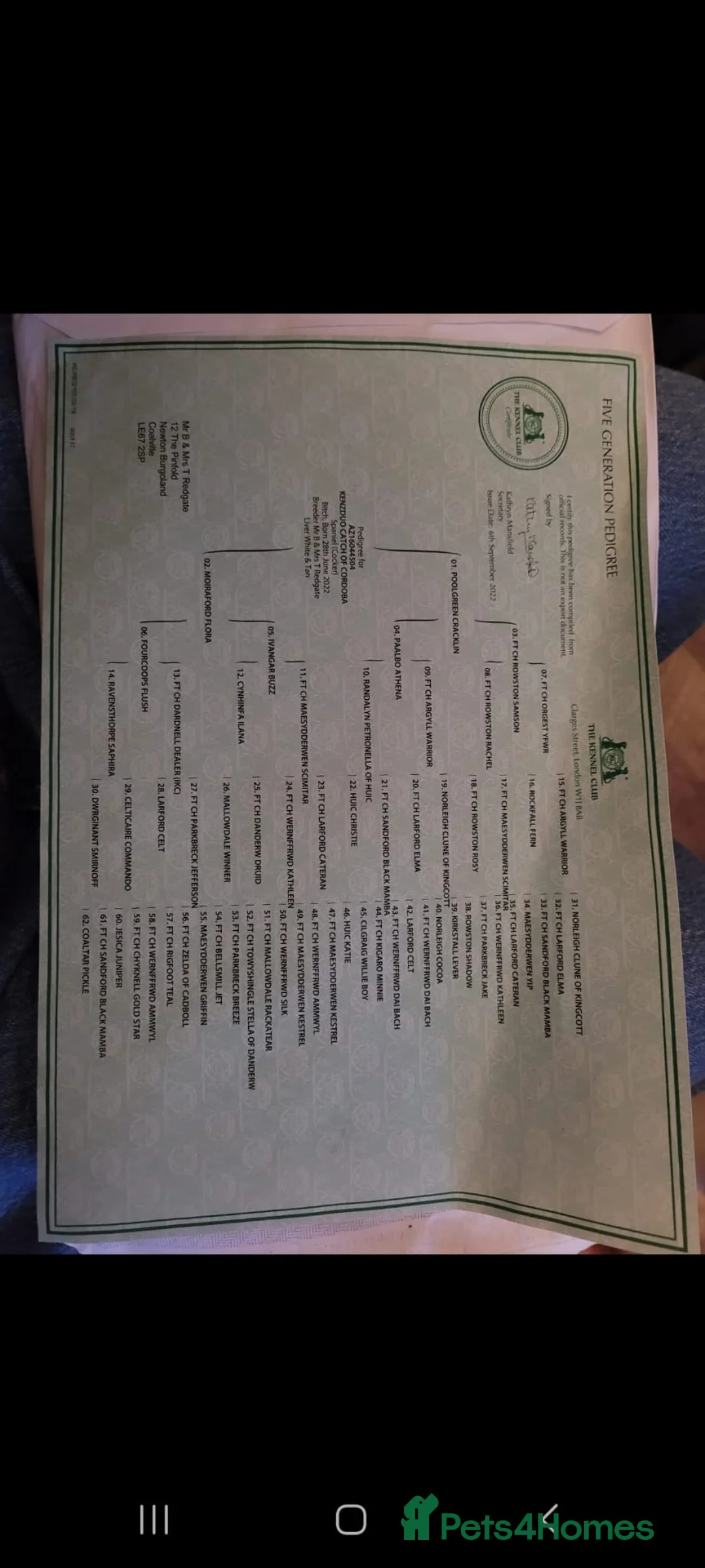 Cocker Spaniel dogs for sale: KC registered working cocker spaniel puppies - Advert 5