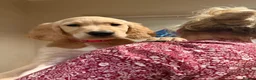 Golden Retriever dogs for sale: KC Registered Golden Retriever Puppies - Advert 1