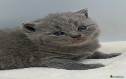 British Shorthair cats for sale: PEDIGREE REGISTERED CHUNKY BRITISH SHORTHAIRS  - Image 8