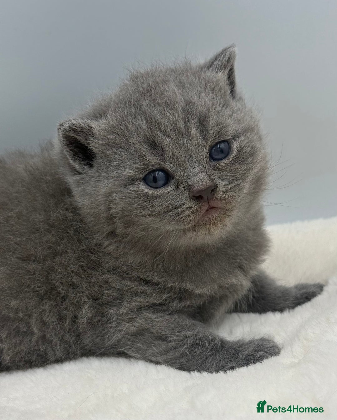British Shorthair cats for sale: PEDIGREE REGISTERED CHUNKY BRITISH SHORTHAIRS  - Image 8