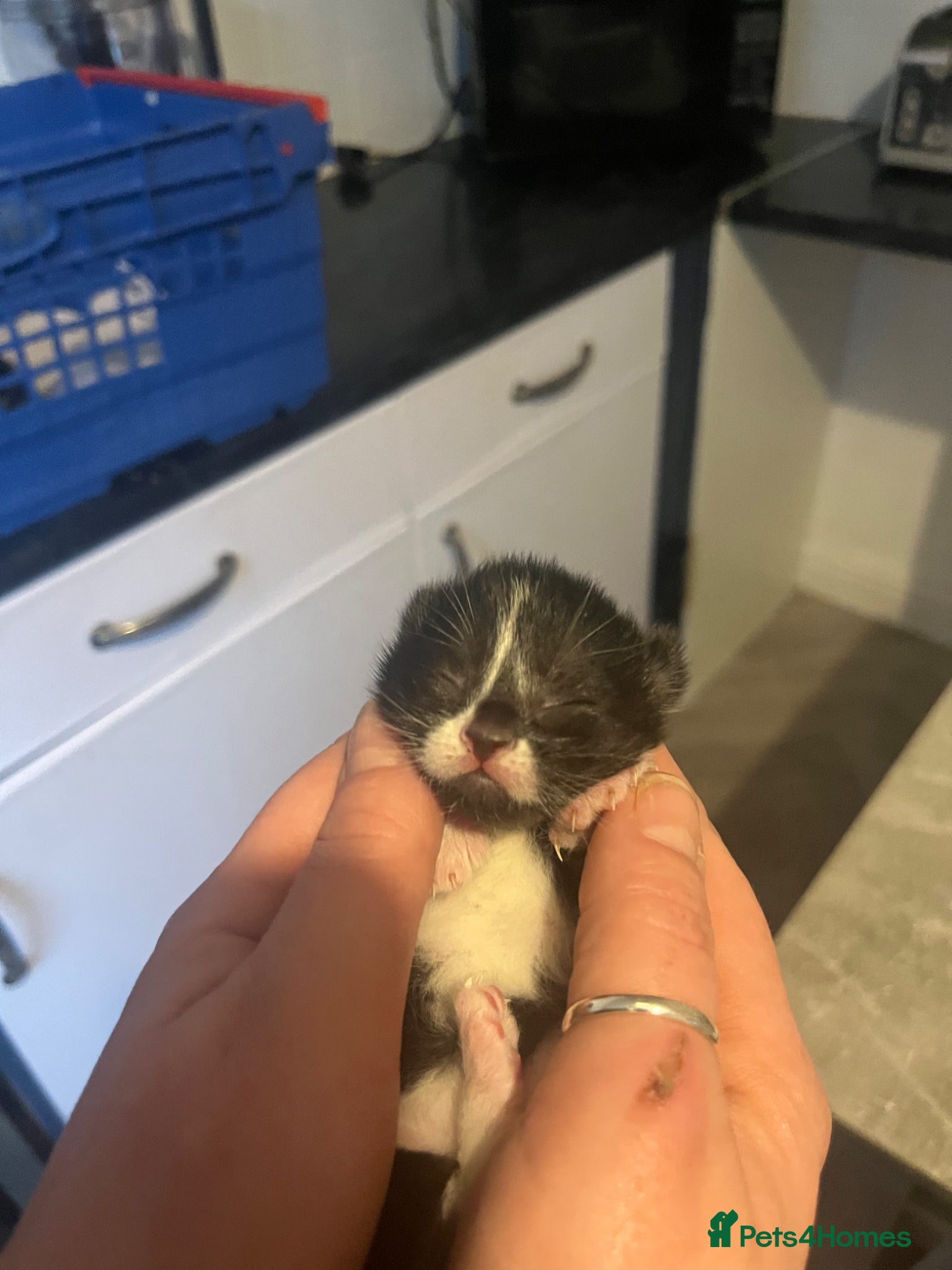 Mixed Breed cats Kittens  - Advert 1