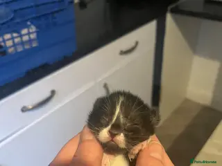 Mixed Breed cats Kittens - Advert 4