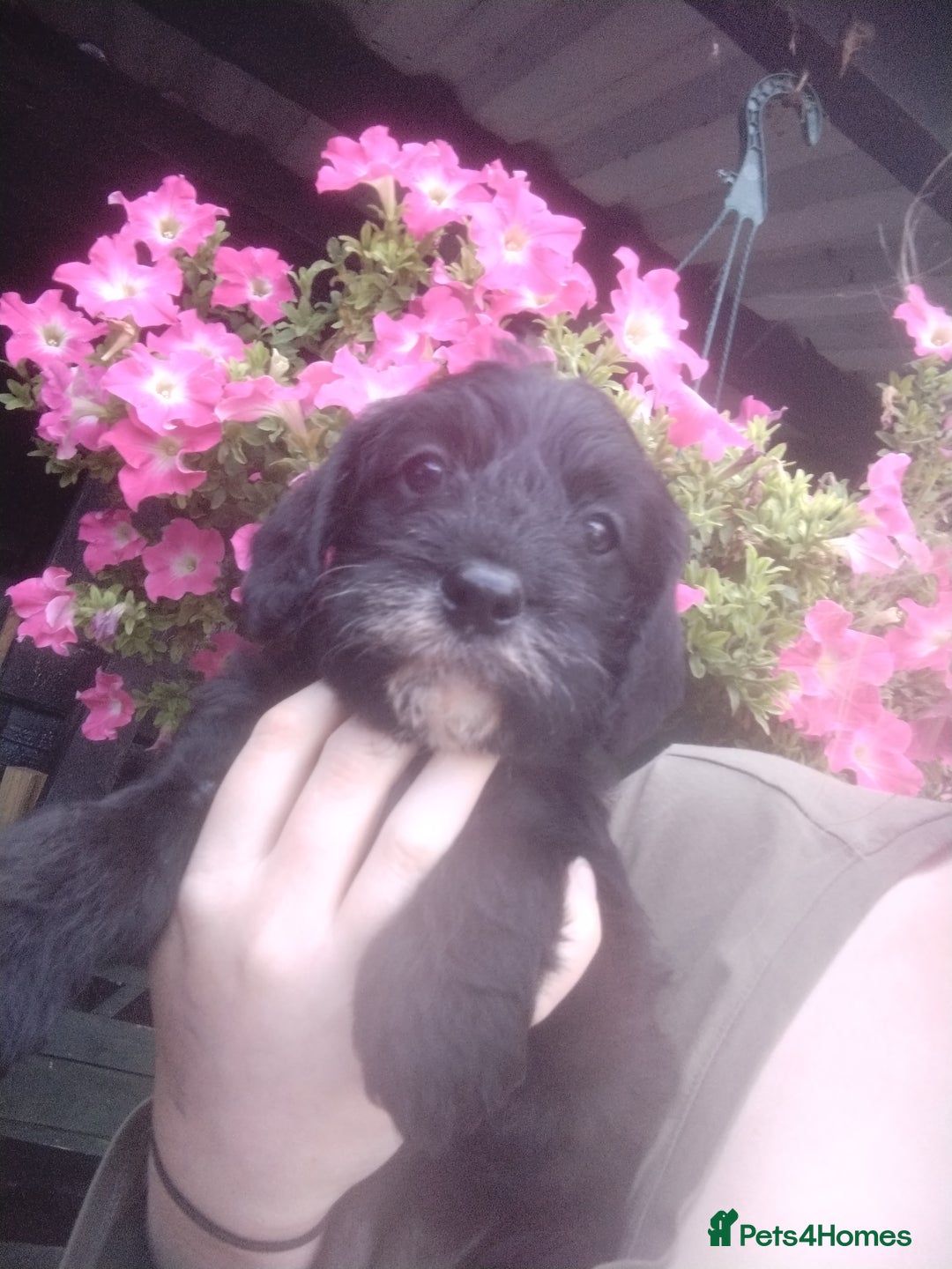 Cavapoo dogs for sale: Beautiful cavapoo girl looking for nice home - Image 1