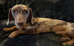 Miniature Dachshund dogs for stud: Proven, KC, PRA clear, tested, Miniature Dachshund in Hinckley - Image 5