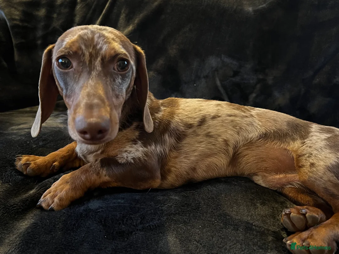 Miniature Dachshund dogs for stud: Proven, KC, PRA clear, tested, Miniature Dachshund in Hinckley - Advert 5