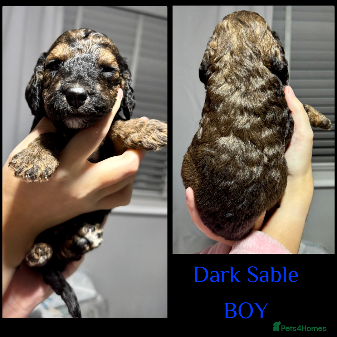 Cockapoo dogs for sale: Stunning F2b Cockapoo FULLY Health tested parents  - Advert 7