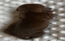 Miniature Dachshund dogs for sale: Miniature Brindle and Dapple Dachshunds  - Image 4