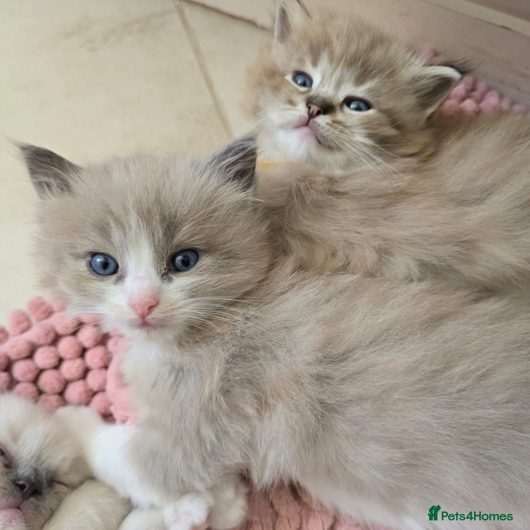 Ragdoll cats Registered Ragdoll Kittens for Sale - Advert 6