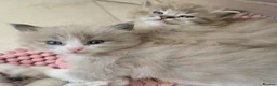 Ragdoll cats for sale: Registered Ragdoll Kittens for Sale - Advert 14