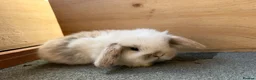 Mini Lop rabbits for sale: Beautiful Mini Lops  - Advert 4
