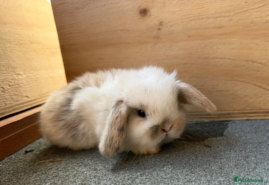 Mini Lop rabbits for sale: Beautiful Mini Lops  - Advert 4