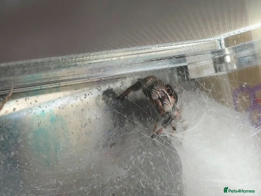 Spiders invertebrates for sale: female jumping spider - Advert 2