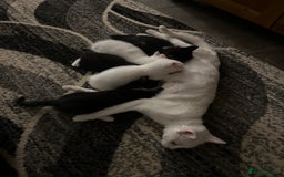 Mixed Breed cats for sale: Beautiful kittens - Image 6