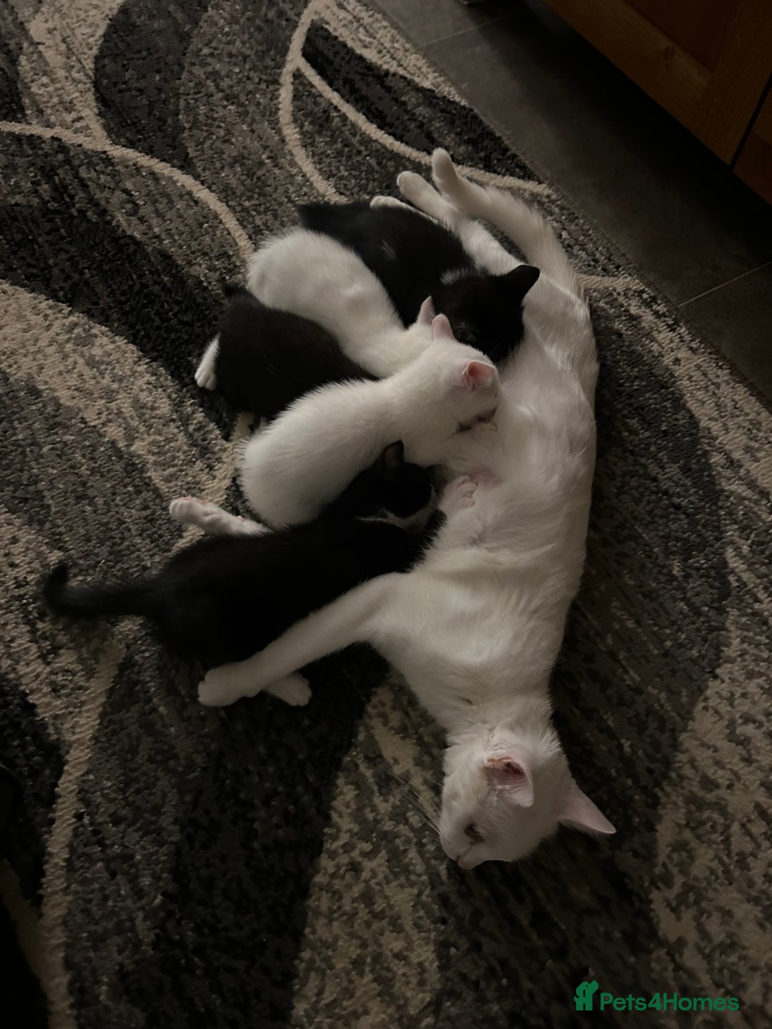 Mixed Breed cats for sale: Beautiful kittens - Image 6