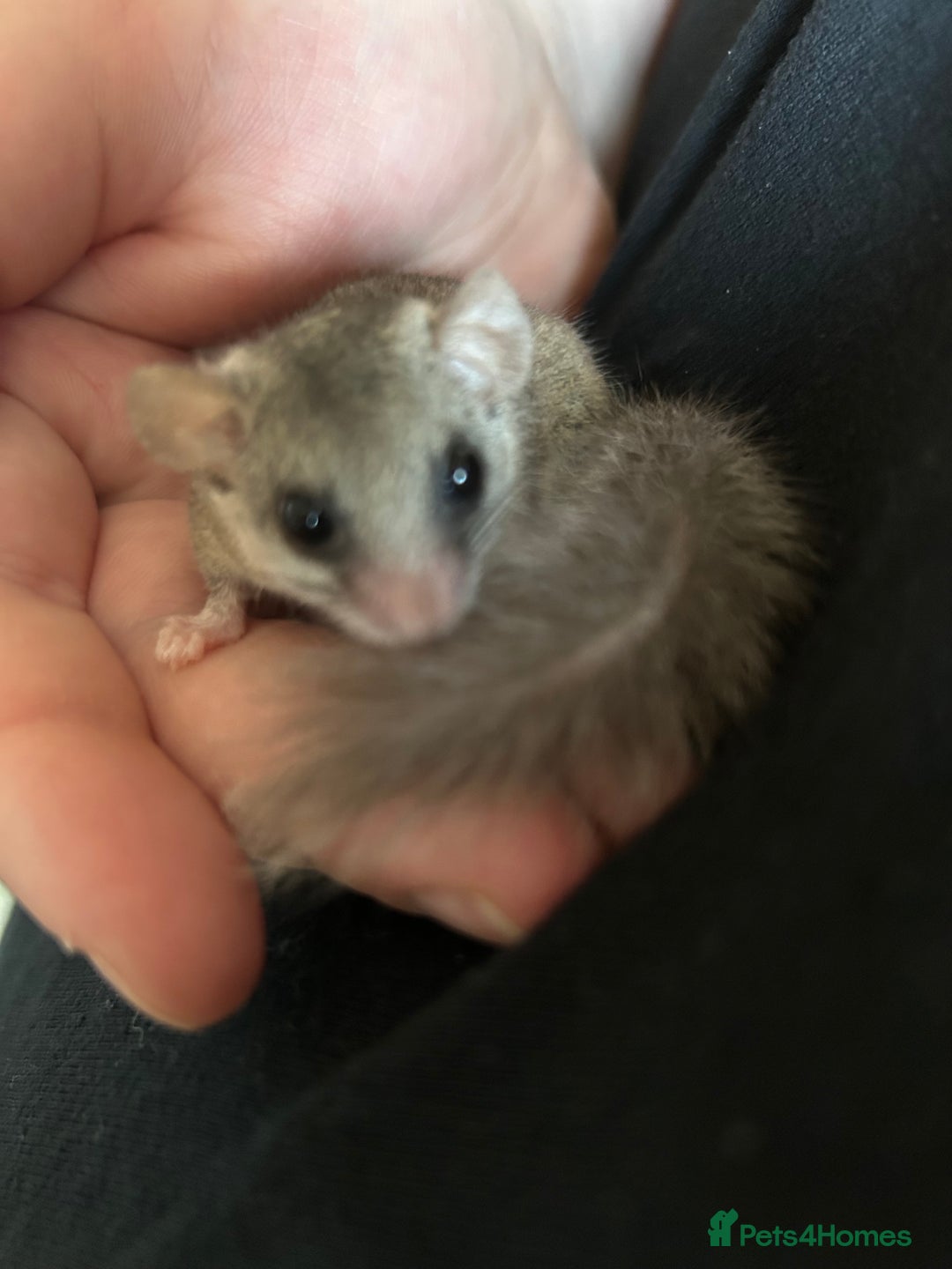 Mixed Breed rodents for sale: 3 African Pygmy Dormice || Micro Squirrels - Advert 2