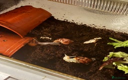 Snails invertebrates for sale: African land snails with enclosure  - Image 3