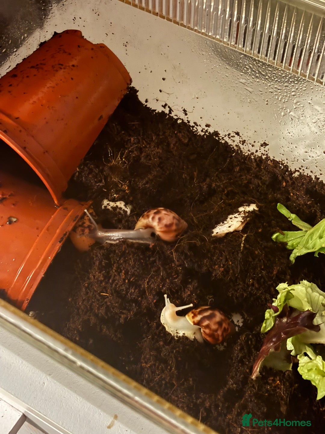 Snails invertebrates for sale: African land snails with enclosure  - Image 3