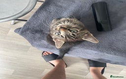 Domestic Shorthair cats for sale: Beautiful kittens ready to go 🐈‍⬛ - Image 23