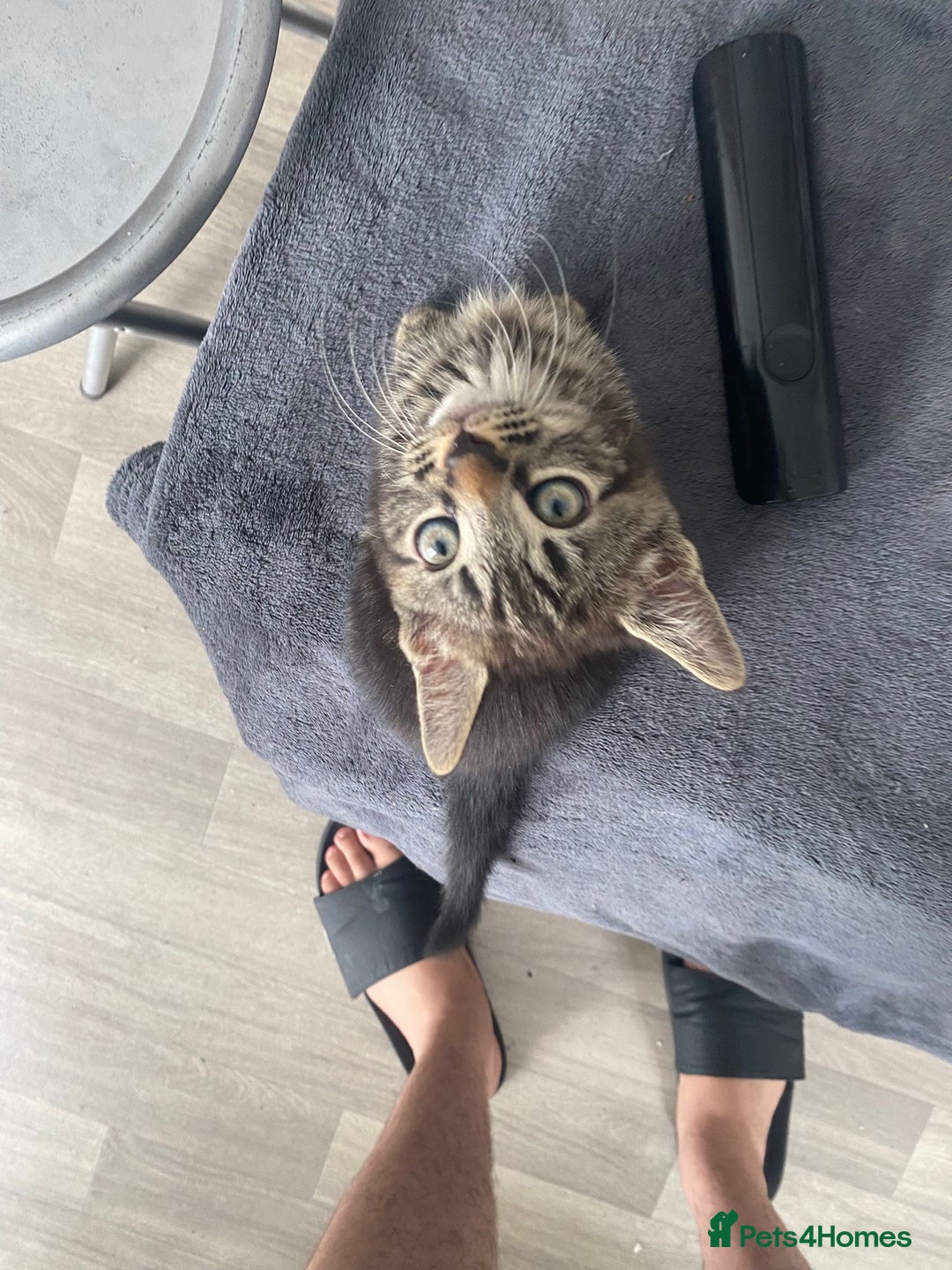 Domestic Shorthair cats for sale: Beautiful kittens ready to go 🐈‍⬛ - Image 23