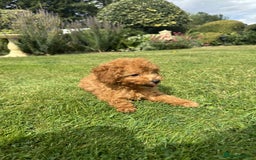 Toy Poodle dogs for sale: Toy poodle puppies looking for their forever home  - Image 14