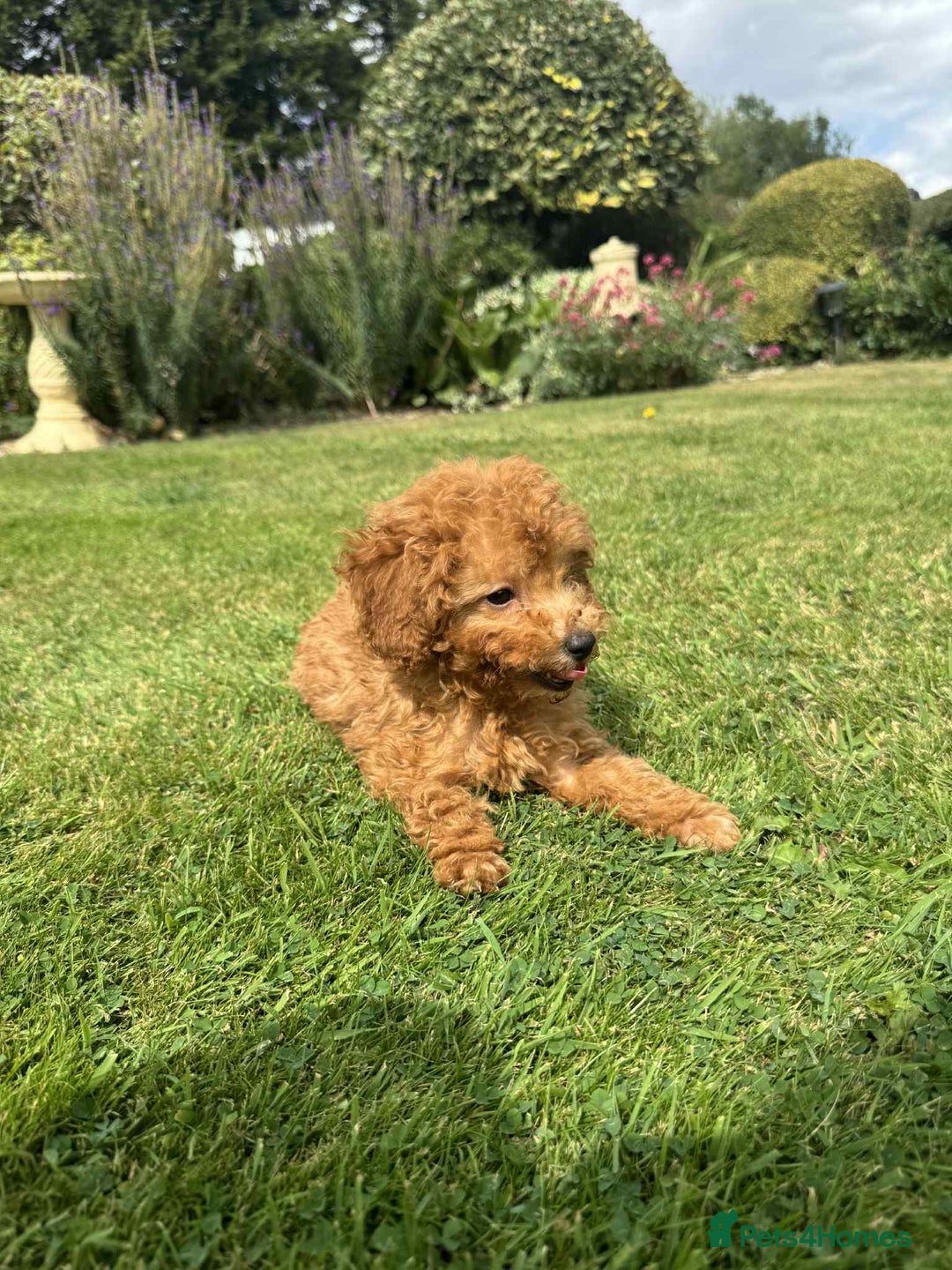 Toy Poodle dogs for sale: Toy poodle puppies looking for their forever home  - Image 14