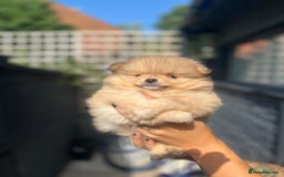 Pomeranian dogs for sale: Miniature teddy Poms  - Image 2