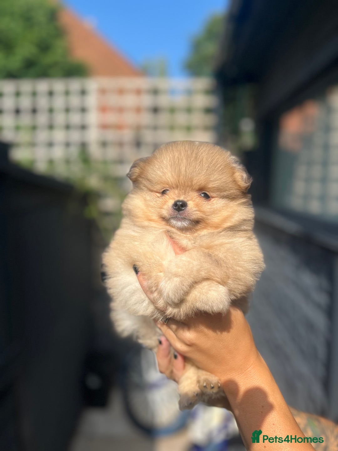 Pomeranian dogs for sale: Miniature teddy Poms  - Image 2