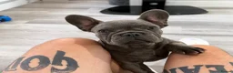 French Bulldog dogs for sale: French Bulldog puppies one girl and one boy - Advert 8