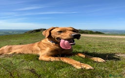 Labrador Retriever dogs for stud: 3 year old Fox Red Labrador Stud KC Registered  in Henley-on-Thames - Image 8