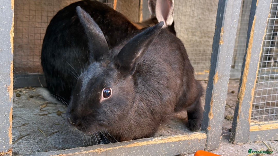 Mixed Breed rabbits for sale: Netherland Dwarf X Mini Lop - Image 4