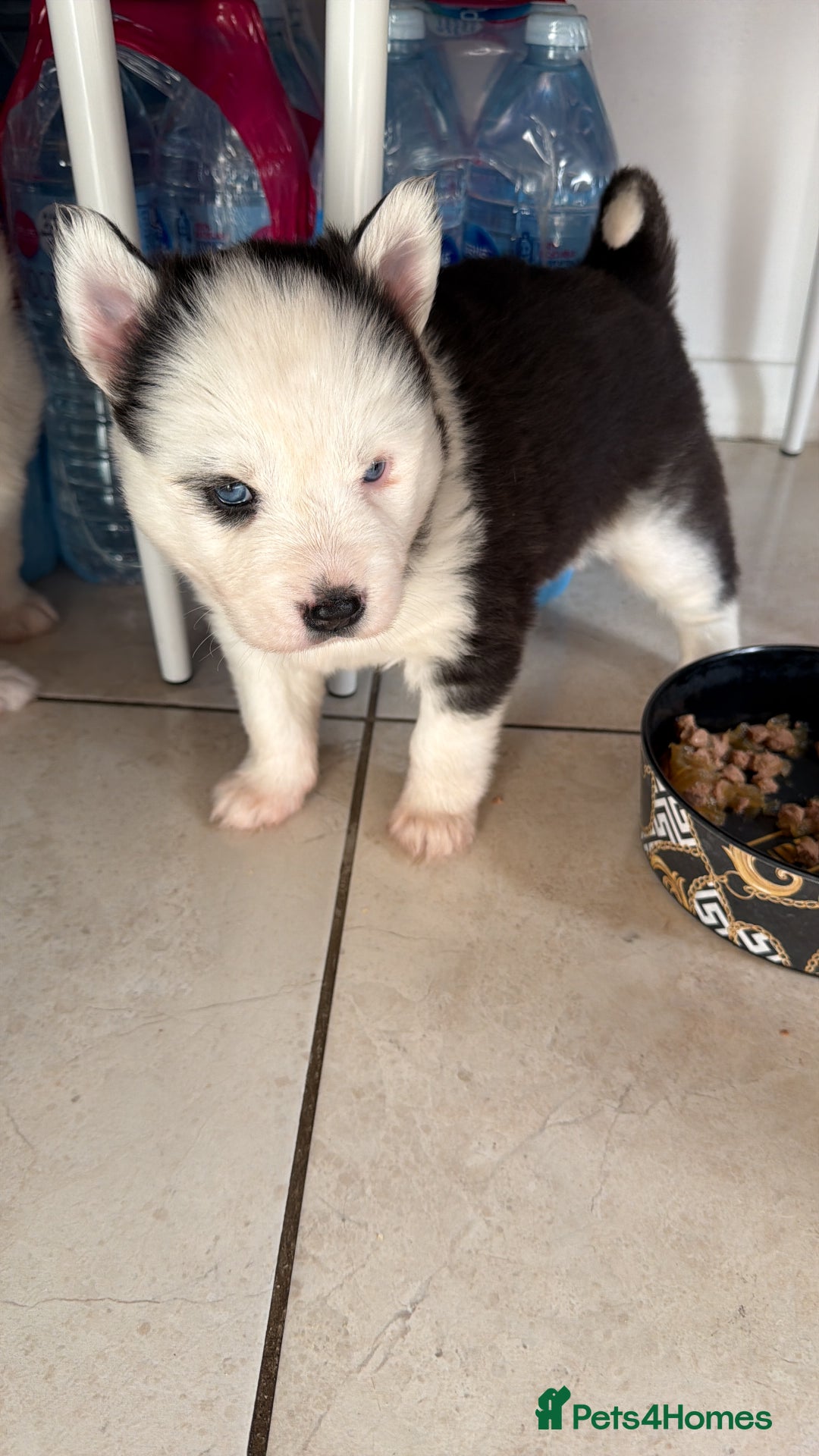 Siberian Husky dogs for sale: Adorable Siberian Husky puppies born December 14th - Advert 8
