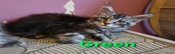 Maine Coon cats for sale: Mainecoon tica reg polydactyl kittens - Advert 24