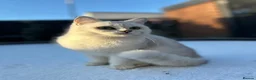 British Shorthair cats for sale: ❤️Cuddly Rare Pure Bsh Chinchilla Champion - Advert 6