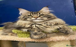 Maine Coon cats for sale: XL maine coon kittens Russia bloodlines Ready Now in Spalding - Image 4