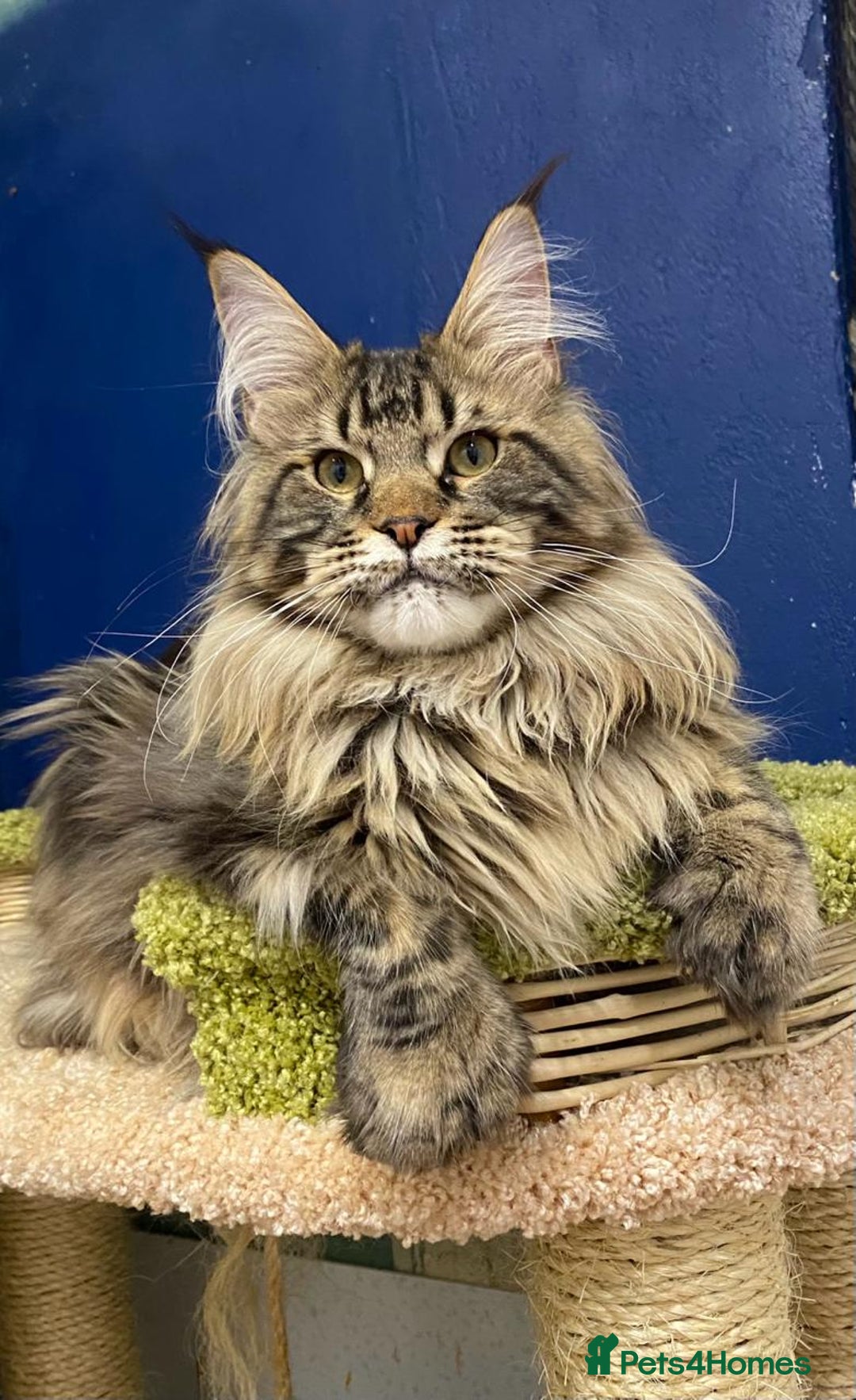 Maine Coon cats for sale: XL maine coon kittens Russia bloodlines Ready Now in Spalding - Image 4