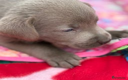 Labrador Retriever dogs for sale: Kc reg SILVER AND CHAMPAGNE LABRADORS  - Image 5