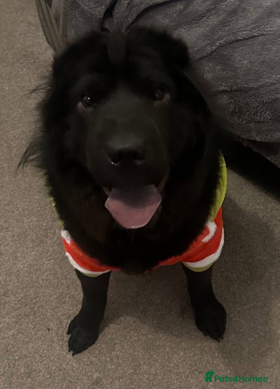 Shar Pei dogs for stud: Arrow the bear coat dark knight  - Advert 3