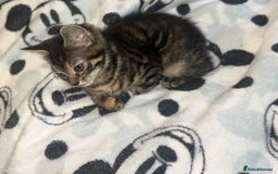 Bengal cats for sale: bengal x ragdoll kittens  - Image 10