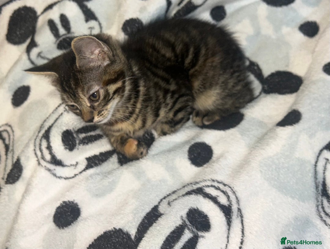 Bengal cats for sale: bengal x ragdoll kittens  - Image 10