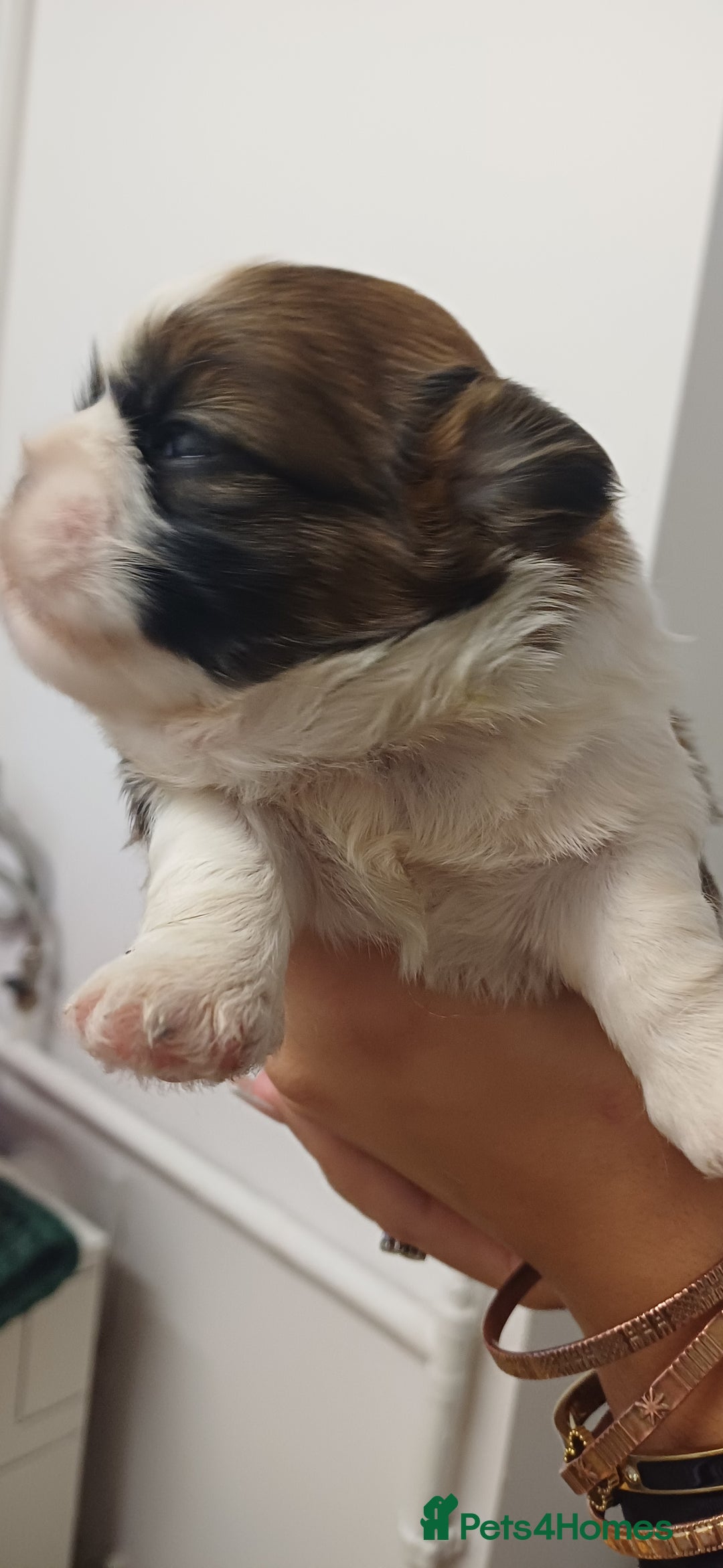 Shih Tzu dogs for sale: 3 lovely girl shih tzu puppies  - Advert 38