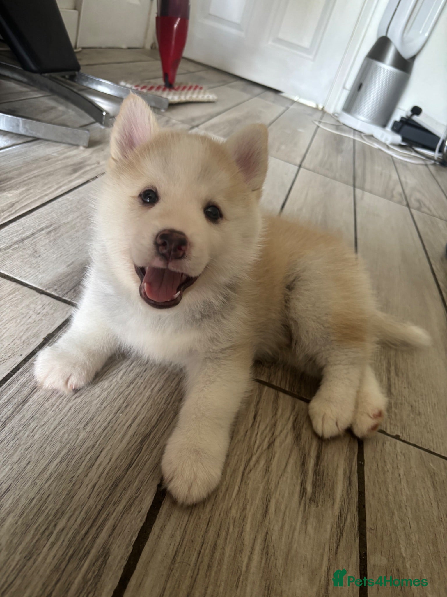 Pomsky dogs Stunning F3 fluffy pomsky puppies  - Advert 1