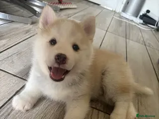 Pomsky dogs Stunning F3 fluffy pomsky puppies - Advert 1