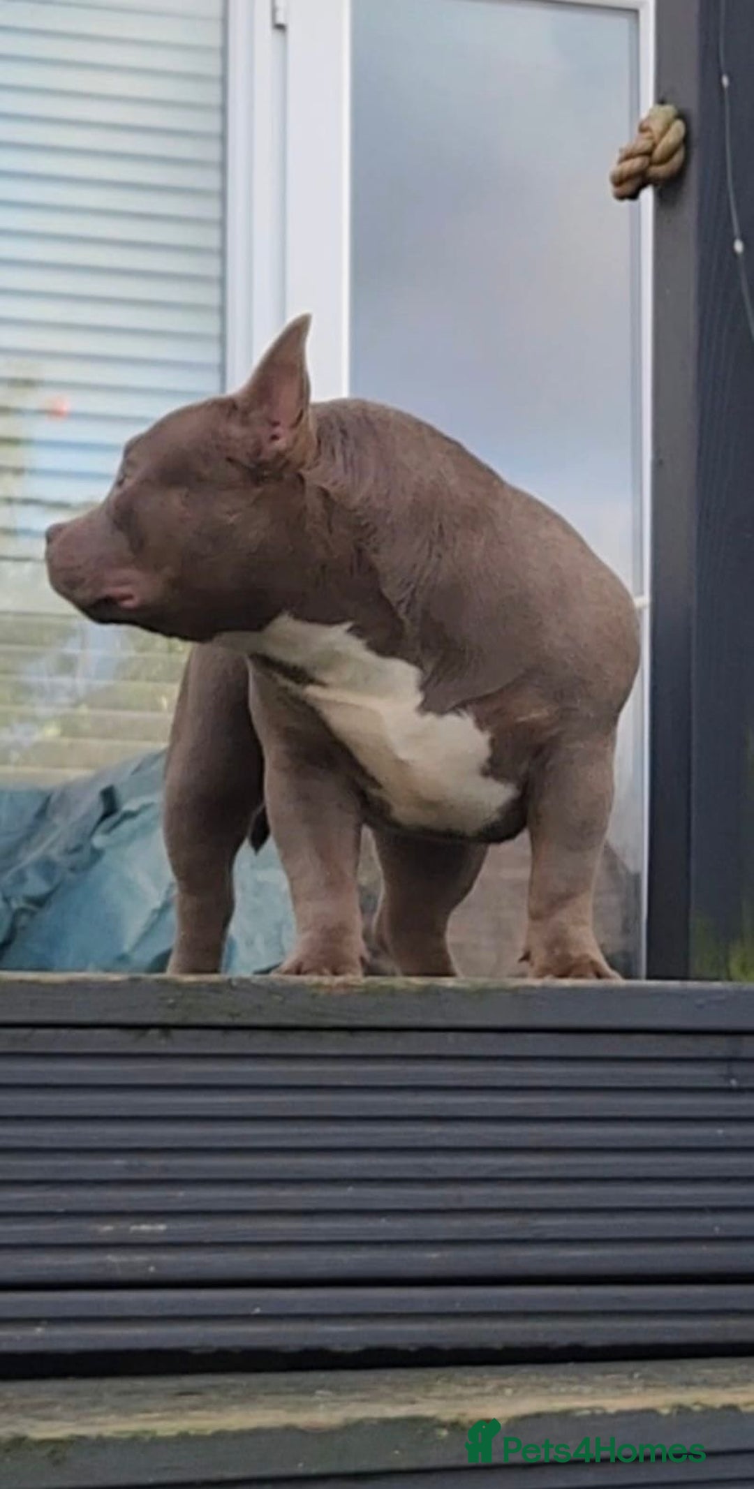 American Bully dogs for sale: American Bully Pocket Extreme Female  - Advert 3