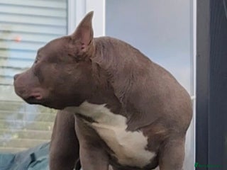 American Bully dogs American Bully Pocket Female - Advert 5