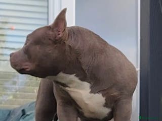 American Bully dogs American Bully Pocket Female - Advert 13