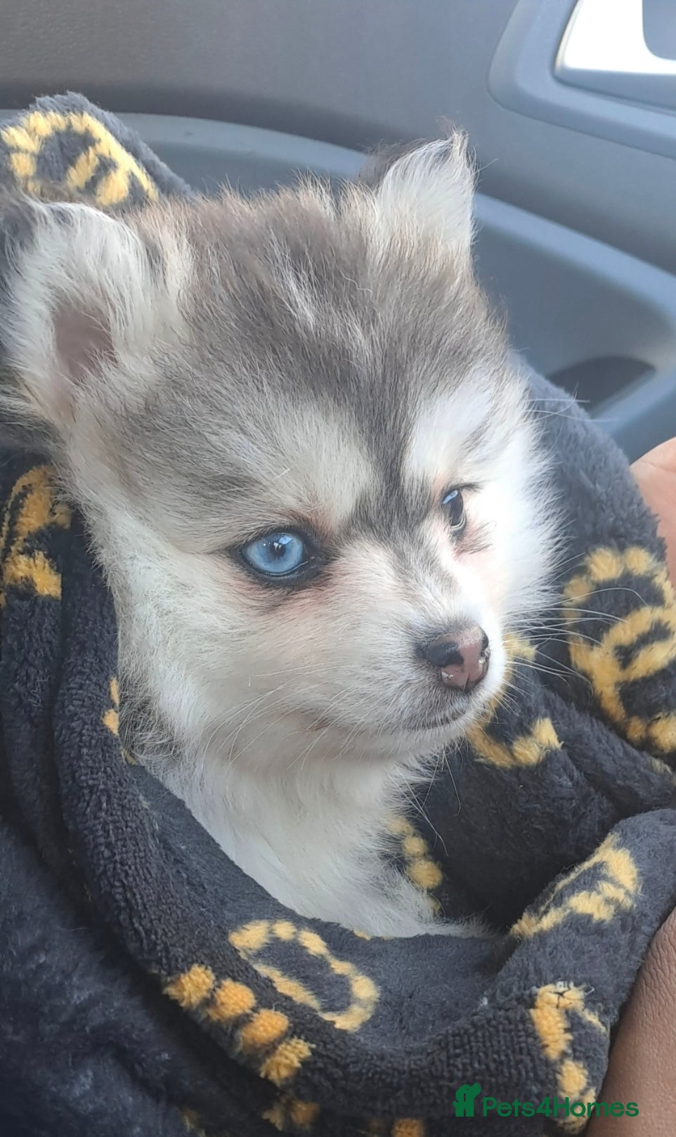 Pomsky dogs Blue eyed F4 Pomskys. One boy one girl. - Advert 8