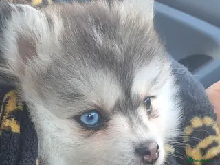 Pomsky dogs Blue eyed F4 Pomskys. One boy one girl. - Advert 8