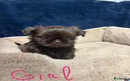 Shih Tzu dogs for sale: Imperial Shih Tzu Ready to leave - Image 4