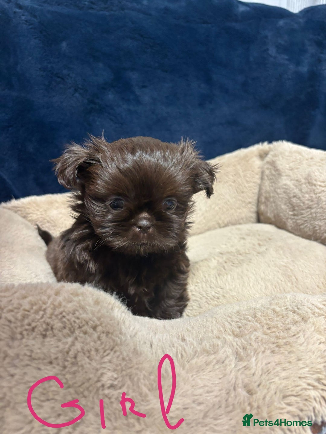 Shih Tzu dogs for sale: Imperial Shih Tzu Ready to leave - Image 4